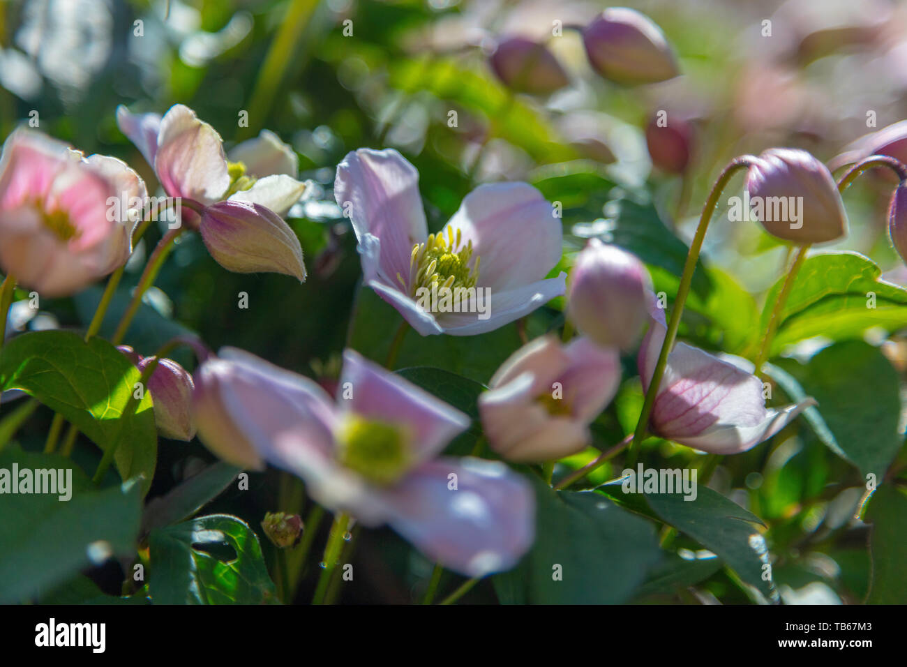 La clematide Montana Rubens provenienti in fiore su una pergola in Galles del Sud Foto Stock