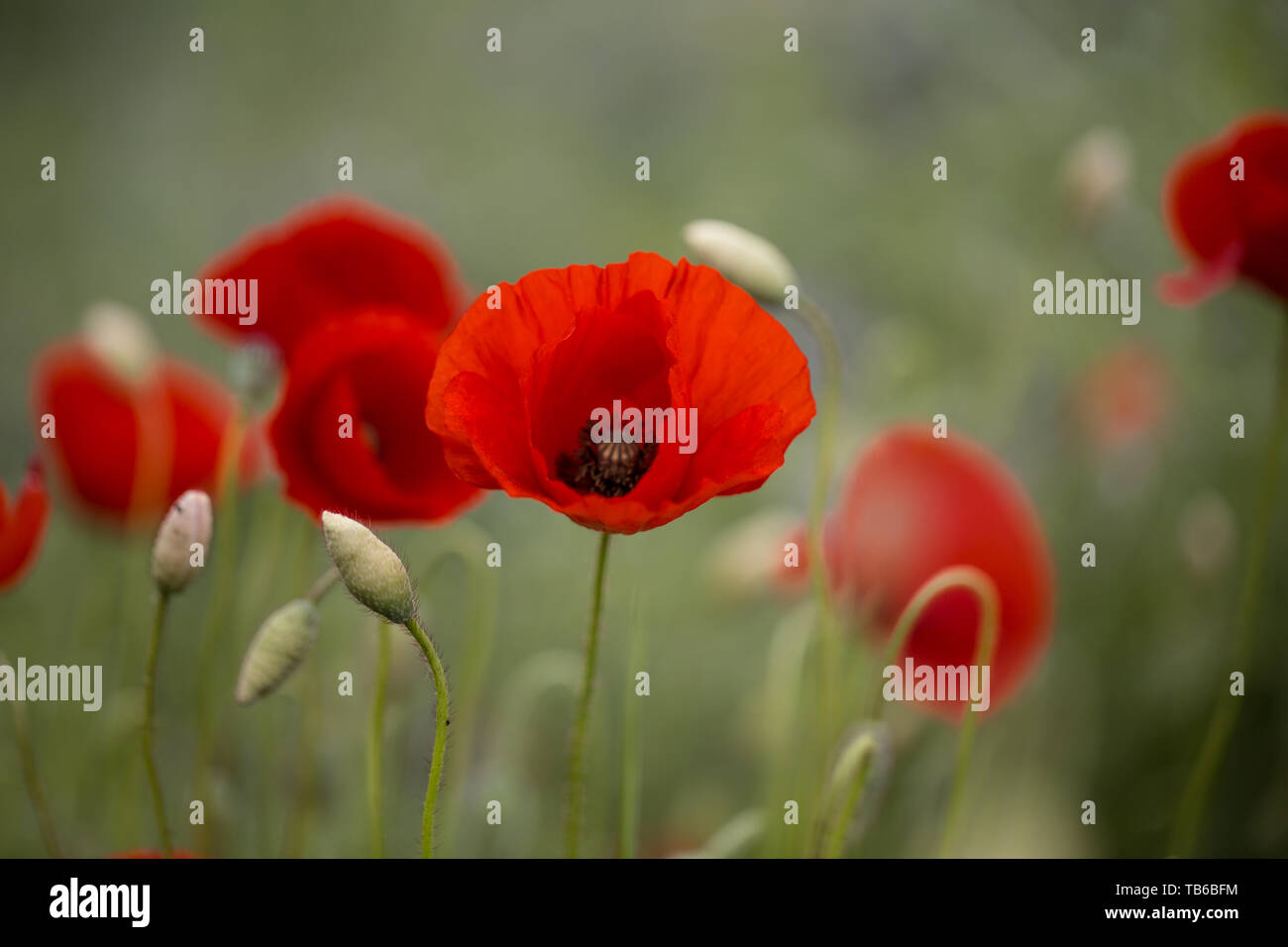 Prato estivo con papavero rosso fiori Foto Stock