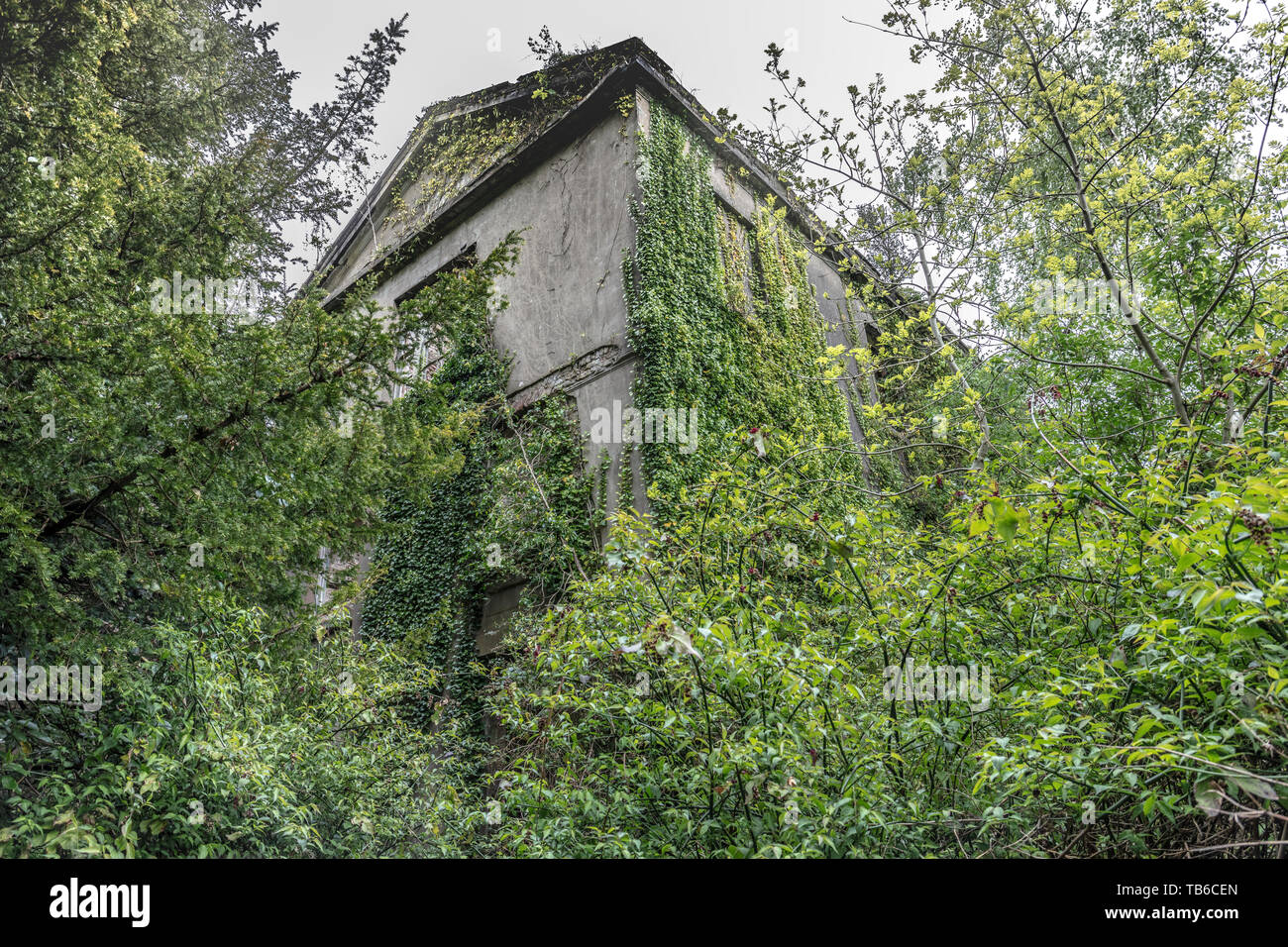 Mondo Perduto, Baron Hill House, Beaumaris, Ynys Mon, Anglesey Regno Unito - mansion di Samuel Wyatt per Bulkeley famiglia, abbandonato a causa di morte precoce fiscale 20C Foto Stock