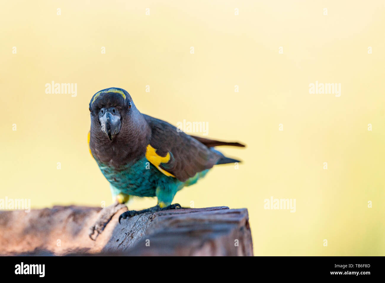 Un Meyer, Parrot Poicephalus meyeri visto nello Zimbabwe il Parco Nazionale di Hwange. Foto Stock