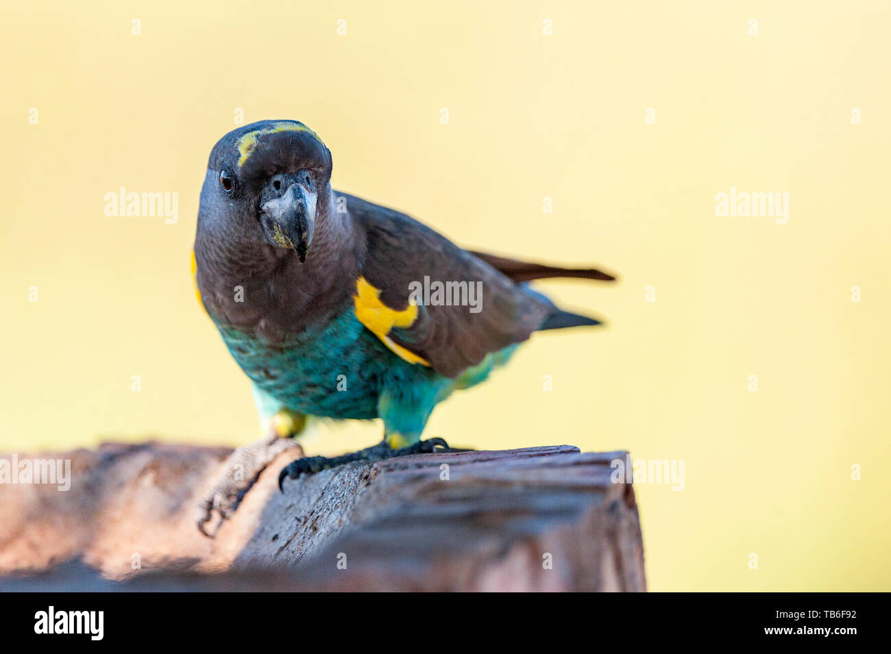 Un Meyer, Parrot Poicephalus meyeri visto nello Zimbabwe il Parco Nazionale di Hwange. Foto Stock