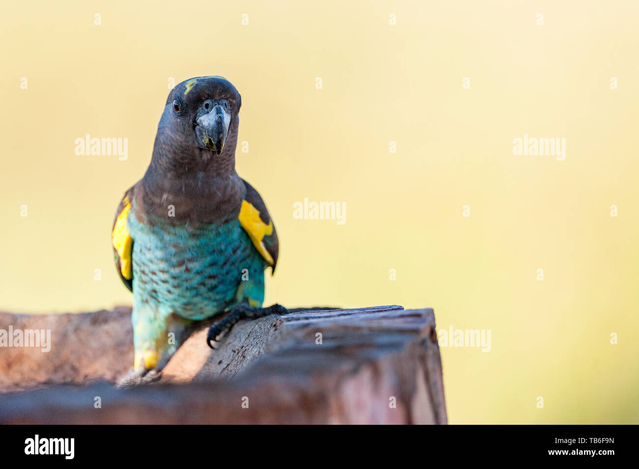 Un Meyer, Parrot Poicephalus meyeri visto nello Zimbabwe il Parco Nazionale di Hwange. Foto Stock