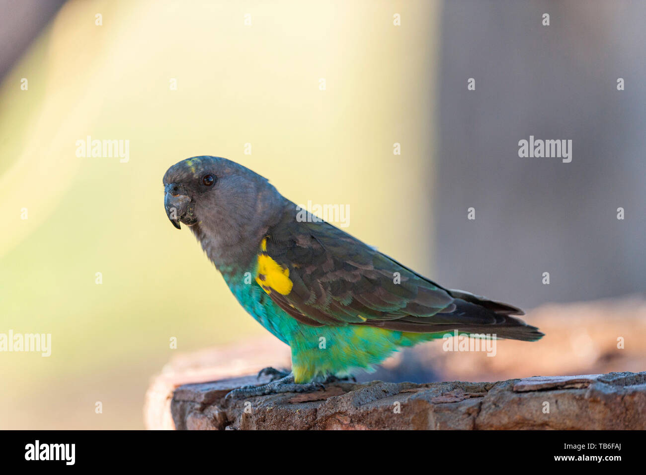 Un Meyer, Parrot Poicephalus meyeri visto nello Zimbabwe il Parco Nazionale di Hwange. Foto Stock