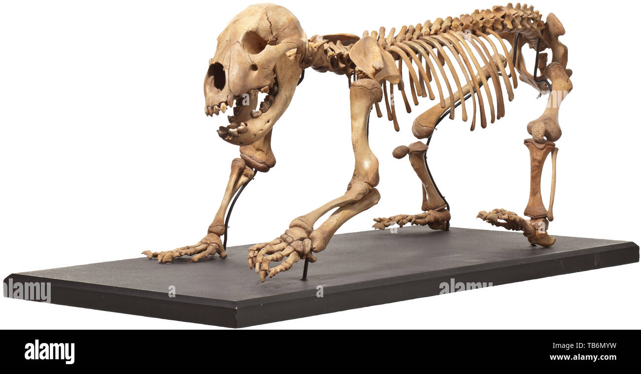 Lo scheletro di un Bear Cub siberiano Ice Age, circa 30.000 B.C, un quasi perfetto e completo scheletro di Ursus spelaeus specie, che è stato diffuso in Siberia nel Pleistocene. Lo scheletro è stato scoperto durante gli anni Sessanta ed è costruito in un sistema che consente a ogni singolo osso per essere smontata e rimontata. In un eccezionale stato di conservazione. Montato su una base. Altezza 36 cm, lunghezza 84 cm, larghezza 36 cm. Molto raro in questa condizione. artigianato, artigianato, craft, oggetto, gli oggetti alambicchi, clipping, clippings, tagliate, , Additional-Rights-Clearance-Info-Not-Available Foto Stock