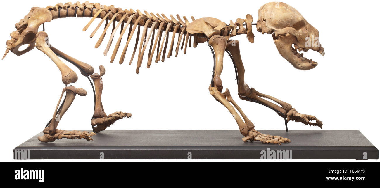 Lo scheletro di un Bear Cub siberiano Ice Age, circa 30.000 B.C, un quasi perfetto e completo scheletro di Ursus spelaeus specie, che è stato diffuso in Siberia nel Pleistocene. Lo scheletro è stato scoperto durante gli anni Sessanta ed è costruito in un sistema che consente a ogni singolo osso per essere smontata e rimontata. In un eccezionale stato di conservazione. Montato su una base. Altezza 36 cm, lunghezza 84 cm, larghezza 36 cm. Molto raro in questa condizione. artigianato, artigianato, craft, oggetto, gli oggetti alambicchi, clipping, clippings, tagliate, , Additional-Rights-Clearance-Info-Not-Available Foto Stock