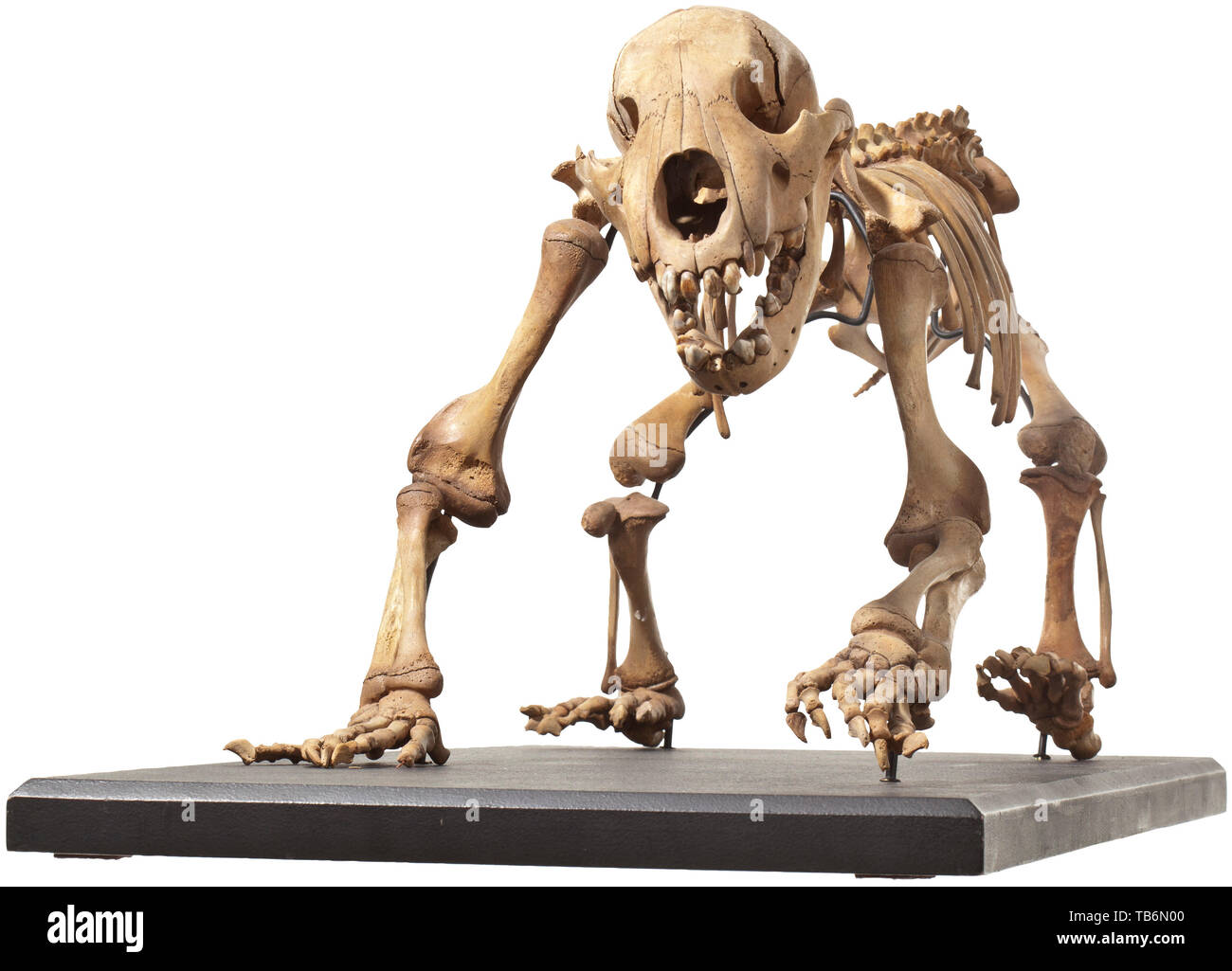 Lo scheletro di un Bear Cub siberiano Ice Age, circa 30.000 B.C, un quasi perfetto e completo scheletro di Ursus spelaeus specie, che è stato diffuso in Siberia nel Pleistocene. Lo scheletro è stato scoperto durante gli anni Sessanta ed è costruito in un sistema che consente a ogni singolo osso per essere smontata e rimontata. In un eccezionale stato di conservazione. Montato su una base. Altezza 36 cm, lunghezza 84 cm, larghezza 36 cm. Molto raro in questa condizione. artigianato, artigianato, craft, oggetto, gli oggetti alambicchi, clipping, clippings, tagliate, , Additional-Rights-Clearance-Info-Not-Available Foto Stock