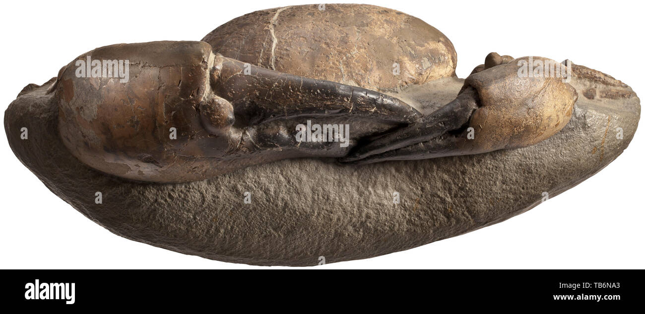 Un fossilizzato granchio, Nord America, periodo Devoniano, circa 400 milioni di anni. Il granchio di grandi dimensioni ha presentato in dettaglio. Dimensioni 23 x 30 cm. artigianato, artigianato, craft, oggetto, gli oggetti alambicchi, clipping, clippings, tagliate, cut-out, cut-outs, storico, storico della preistoria, Additional-Rights-Clearance-Info-Not-Available Foto Stock
