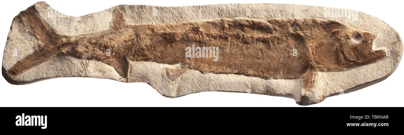 Un pesce fossilizzato, Marocco, del periodo Cretaceo, circa 100 milioni di anni. Probabilmente un Ichthyodectes. I dettagli esposti chiaramente visibile. Lunghezza di fossili di 73 cm. Raramente si trovano in questo formato. artigianato, artigianato, craft, oggetto, gli oggetti alambicchi, clipping, clippings, tagliate, cut-out, cut-outs, storico, storico della preistoria, Additional-Rights-Clearance-Info-Not-Available Foto Stock