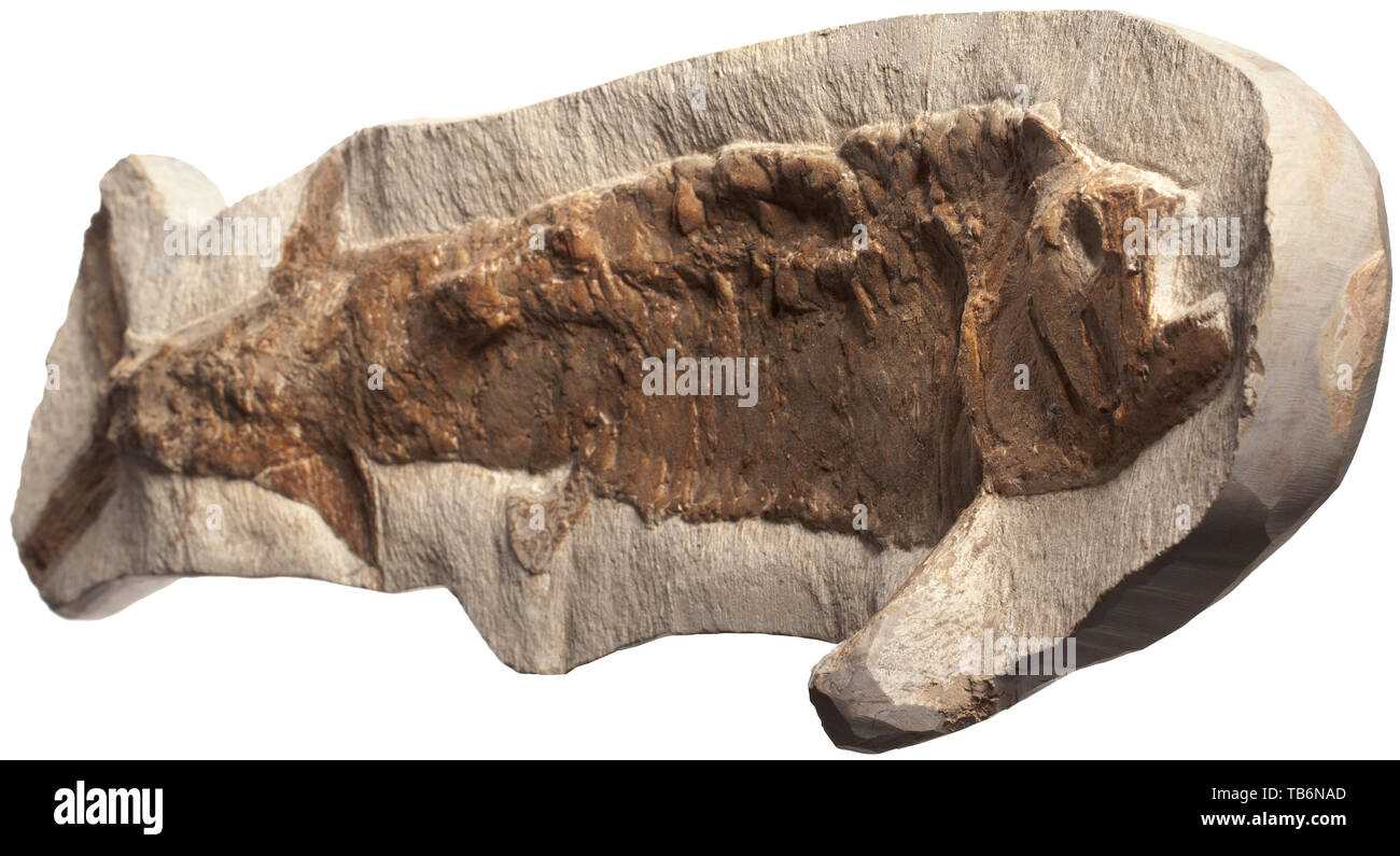 Un pesce fossilizzato, Marocco, del periodo Cretaceo, circa 100 milioni di anni. Probabilmente un Ichthyodectes. I dettagli esposti chiaramente visibile. Lunghezza di fossili di 73 cm. Raramente si trovano in questo formato. artigianato, artigianato, craft, oggetto, gli oggetti alambicchi, clipping, clippings, tagliate, cut-out, cut-outs, storico, storico della preistoria, Additional-Rights-Clearance-Info-Not-Available Foto Stock