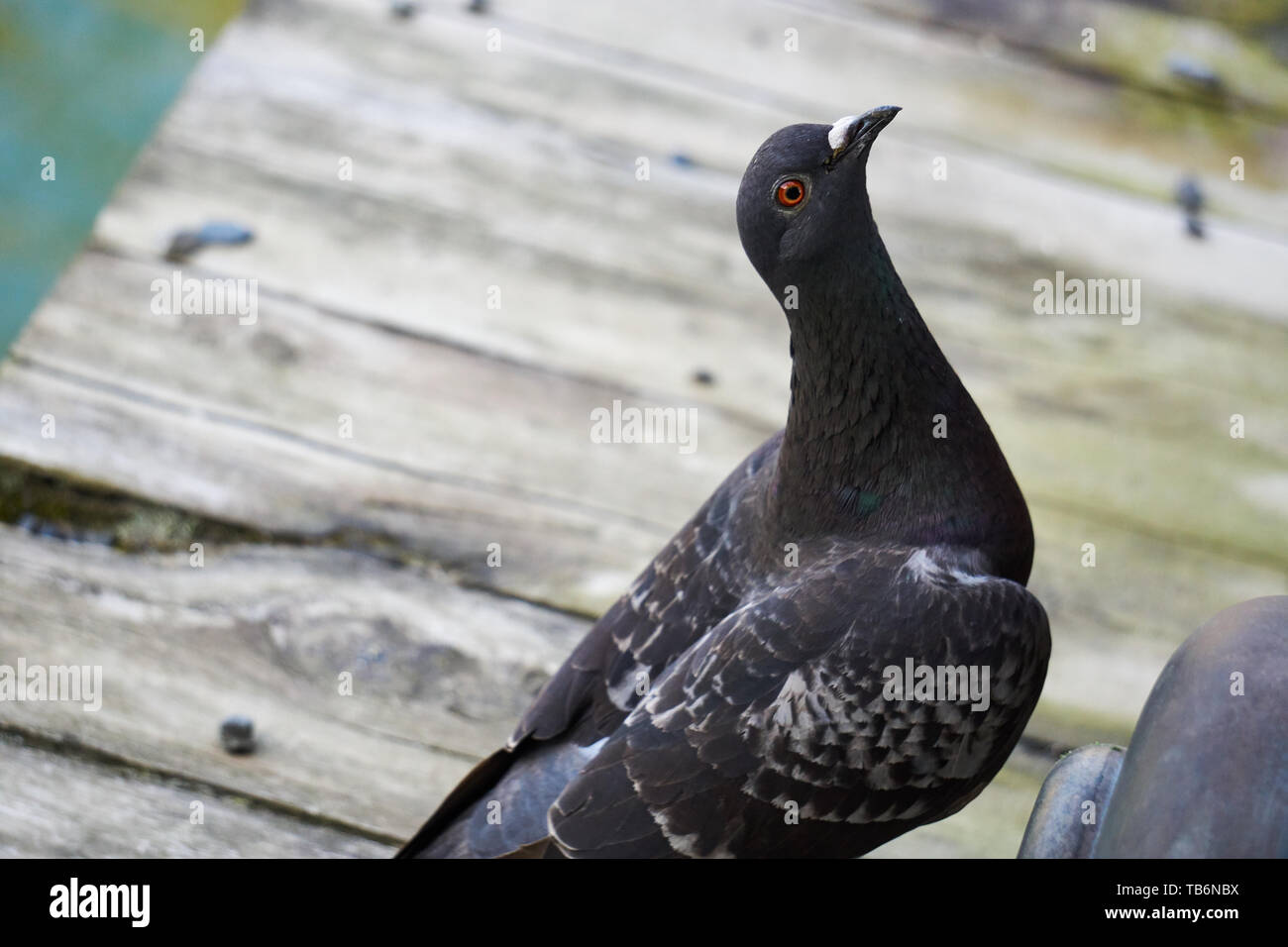 Un piccione nero con occhi rossi guarda inquisitively mentre in piedi su una passerella in giardini di Heian Jingu, Kyoto, Giappone. Foto Stock