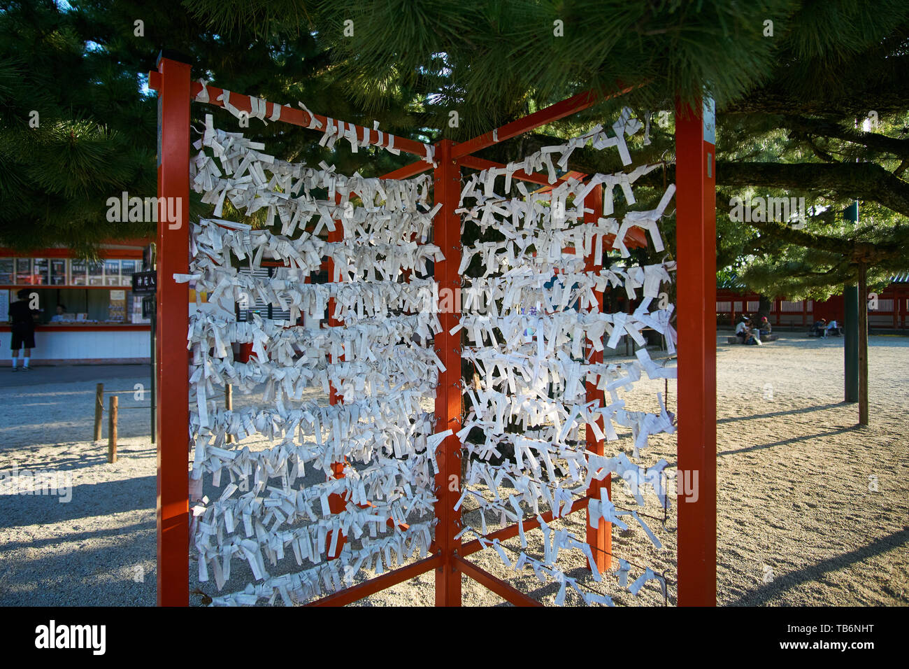 Omikuji (fortune scritto su carte vendute a santuari giapponese) sono vincolati fino a una speciale omikujigake sotto un pino a Heian Jingu a Kyoto, in Giappone. Foto Stock
