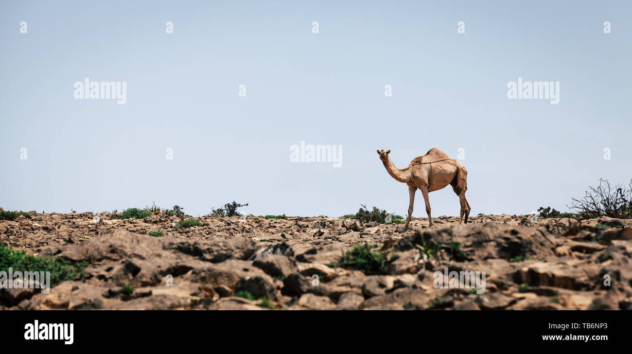 Un cammello solitario sul Jebel Samhan altopiano vicino Salalah in Oman Foto Stock