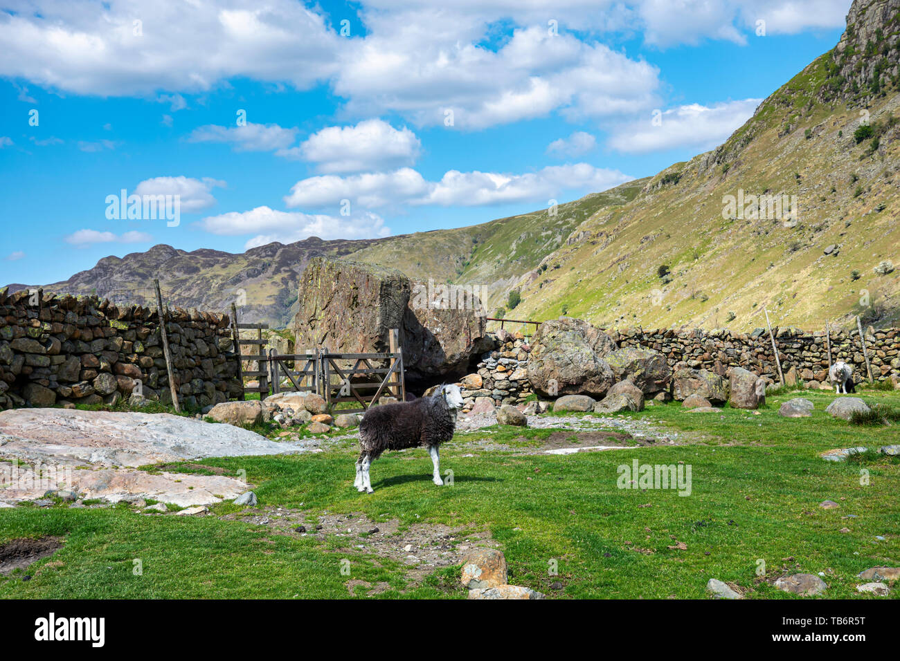 Herdwick pecore pascolano il fells Stonethwaite cadde , Borrowdale, Near Keswick Cumbira, Lake District National Park Regno Unito Foto Stock