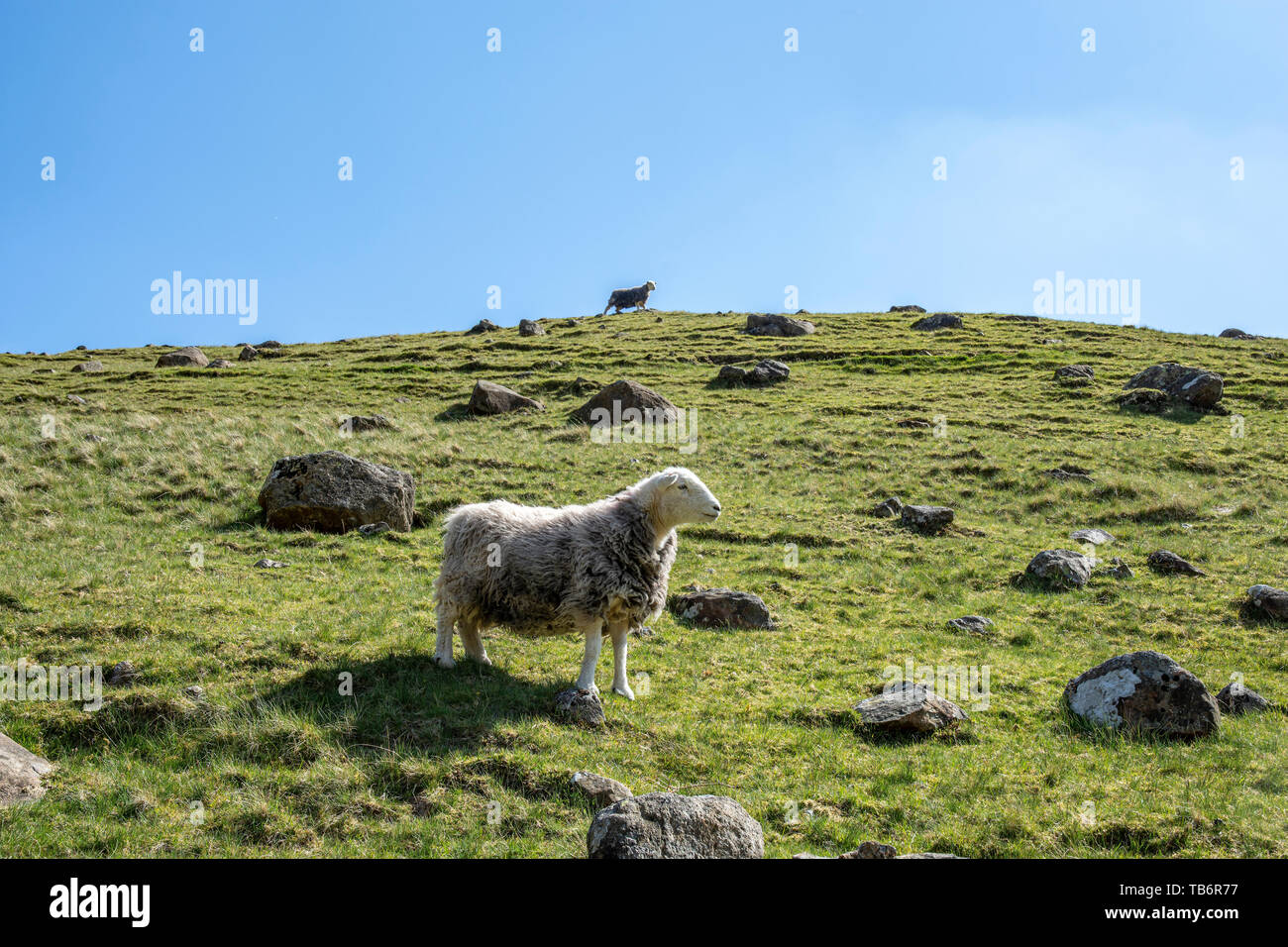 Pecore sul fells Stonethwaite cadde , Borrowdale, Near Keswick Cumbira, Lake District National Park Regno Unito Foto Stock