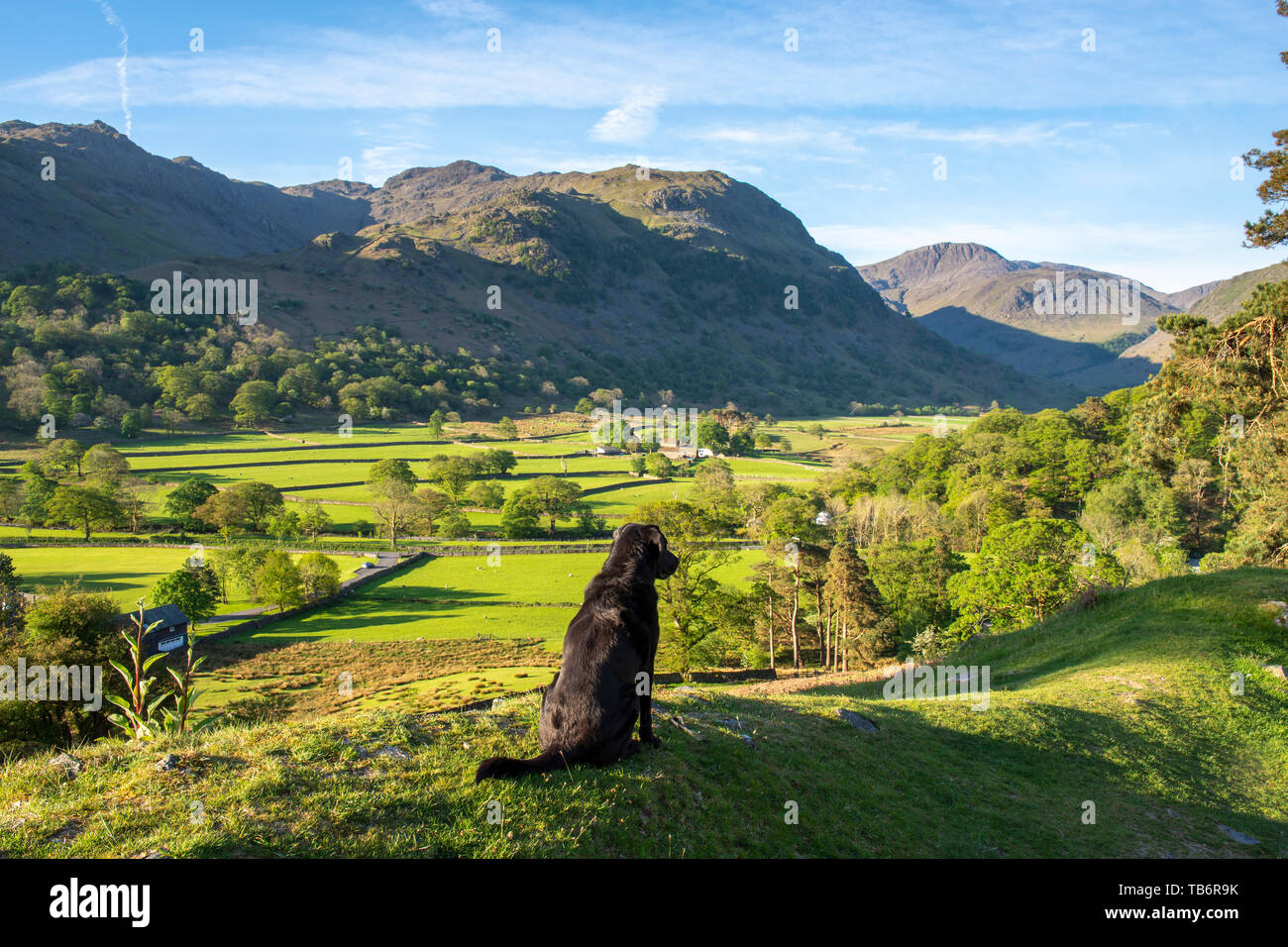 Il labrador nero cane ammirando la mattina presto vista guardando giù nella valle Borrowdale dai percorsi dietro Seatoller village Cumbria Regno Unito, Lago D Foto Stock