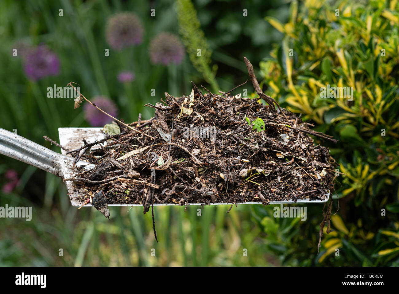 Parzialmente decomposto giardino verde di rifiuti, rimosso da un compost bin. Foto Stock