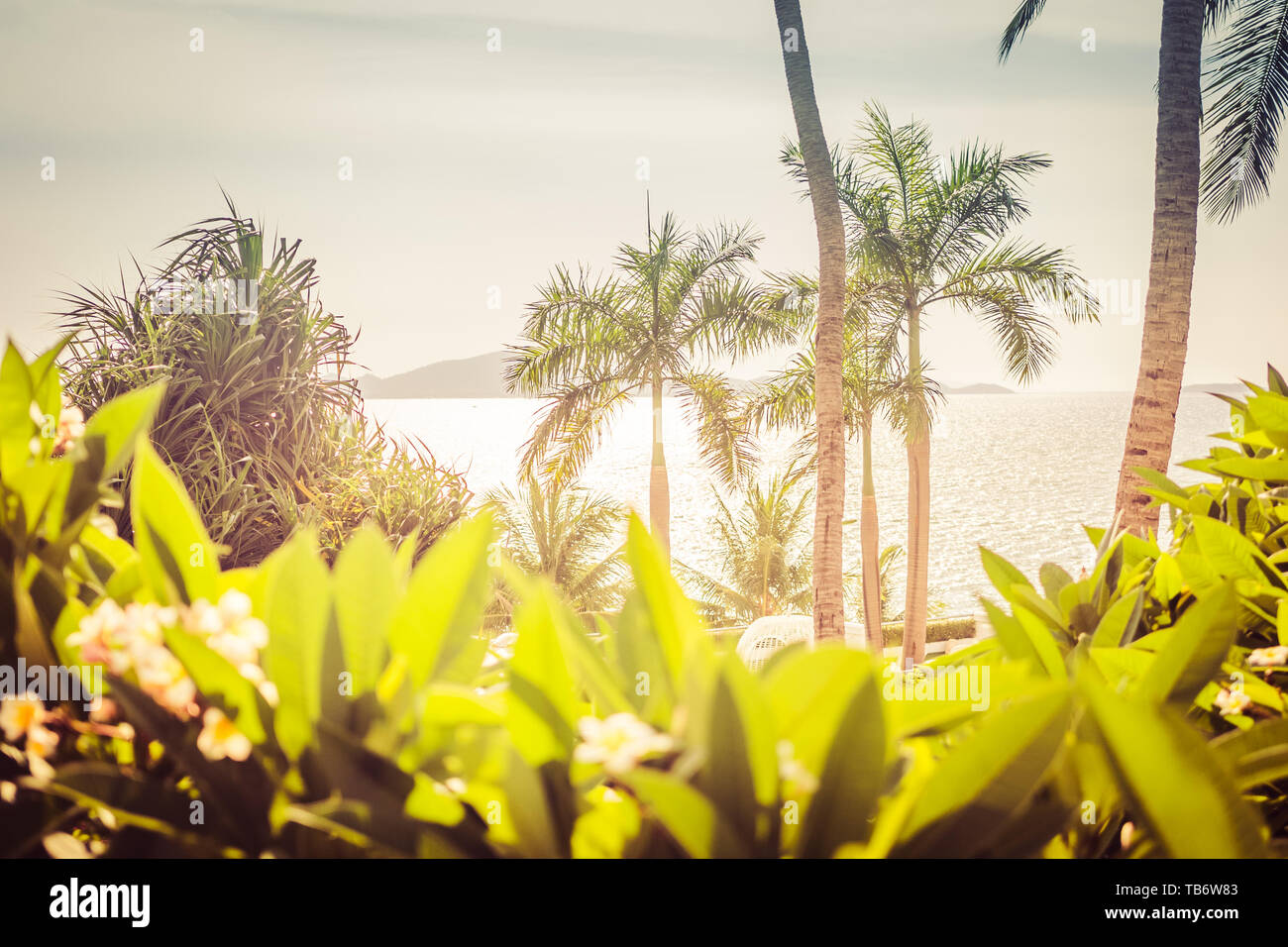 Palm Tree. Bella boschetti di alberi e cespugli sulla spiaggia durante il tramonto Foto Stock