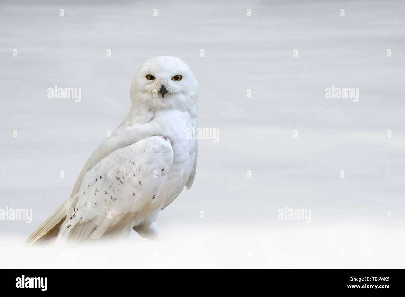 Civetta delle nevi (Bubo scandiacus / Strix scandiaca) sulla tundra nella neve in inverno, nativo di regioni artiche in Nord America e in Eurasia Foto Stock