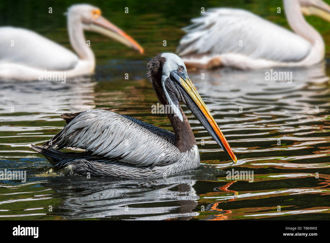 Pellicano peruviana / Humboldt pellicano marrone (Pelecanus thagus) nativa per il Cile e il Perù Foto Stock