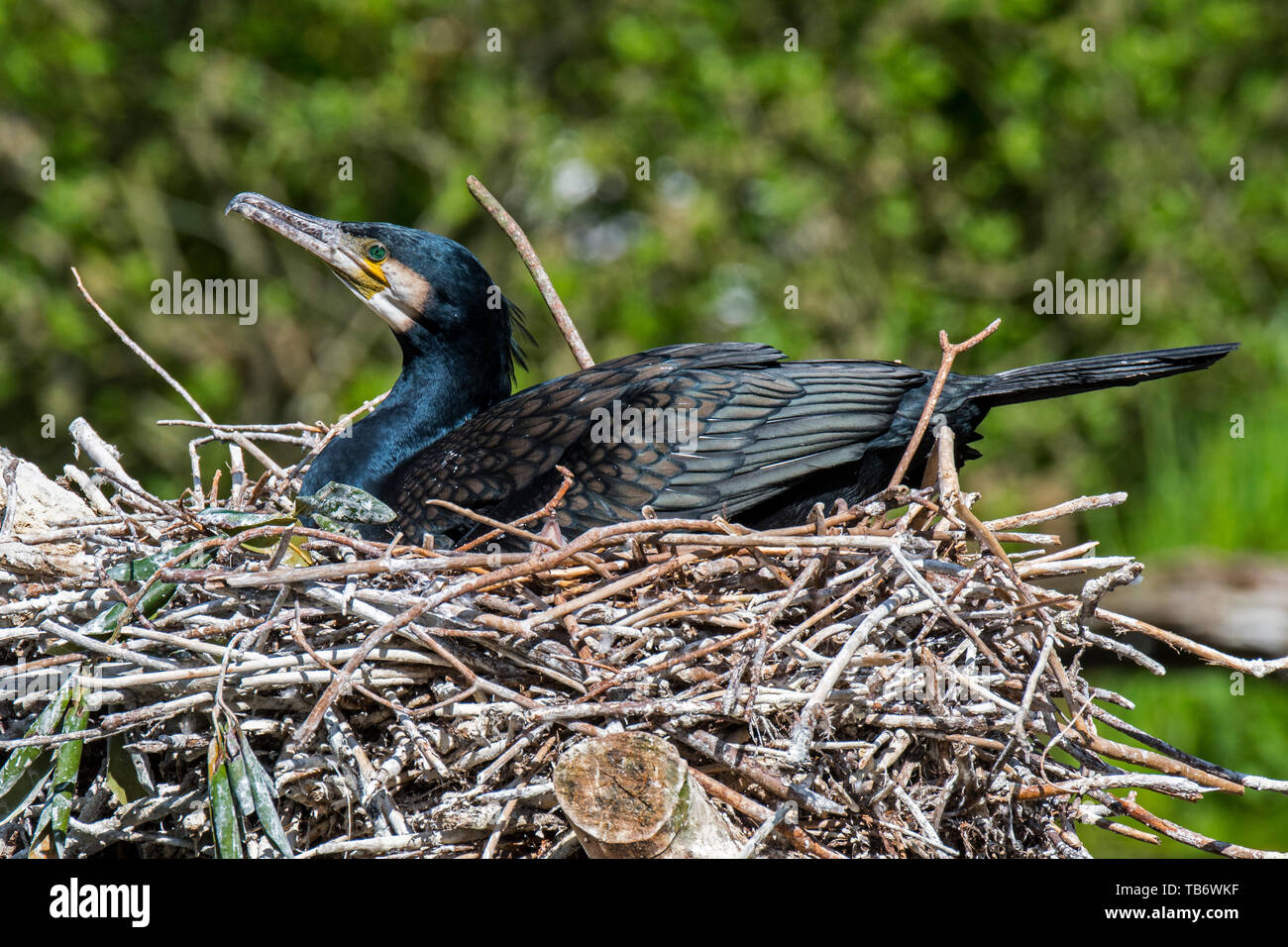 Cormorano phalacrocorax carbo sinensis / nero grande cormorano (Phalacrocorax carbo) Uova di allevamento su grande nido fatto di rami in primavera Foto Stock