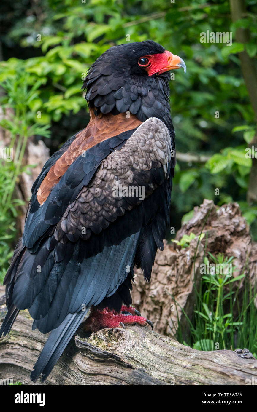 (Bateleur Terathopius ecaudatus) arroccato nella struttura ad albero, endemica in Africa Foto Stock