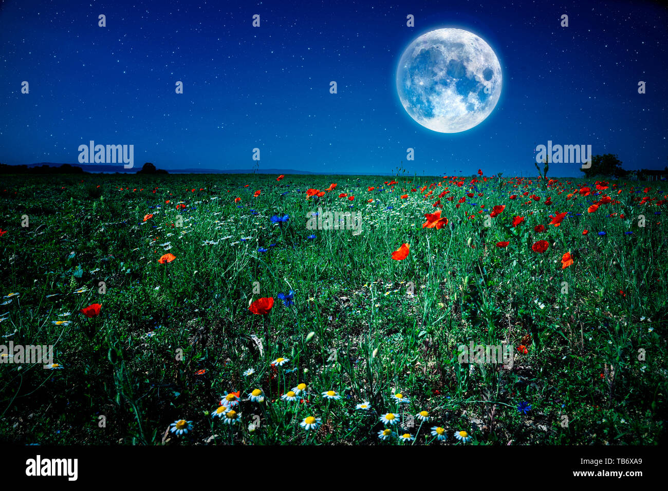 Selvaggio fiore di papavero prato campo di notte con la luna e le stelle Foto Stock