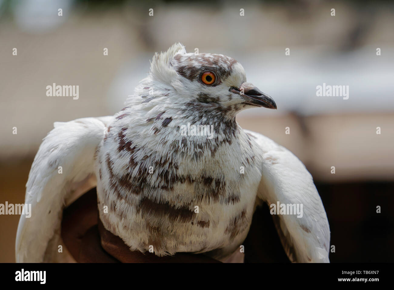 Full HD occhio rosso piccione bianco in mano, battenti momento, piccione del Bangladesh Foto Stock