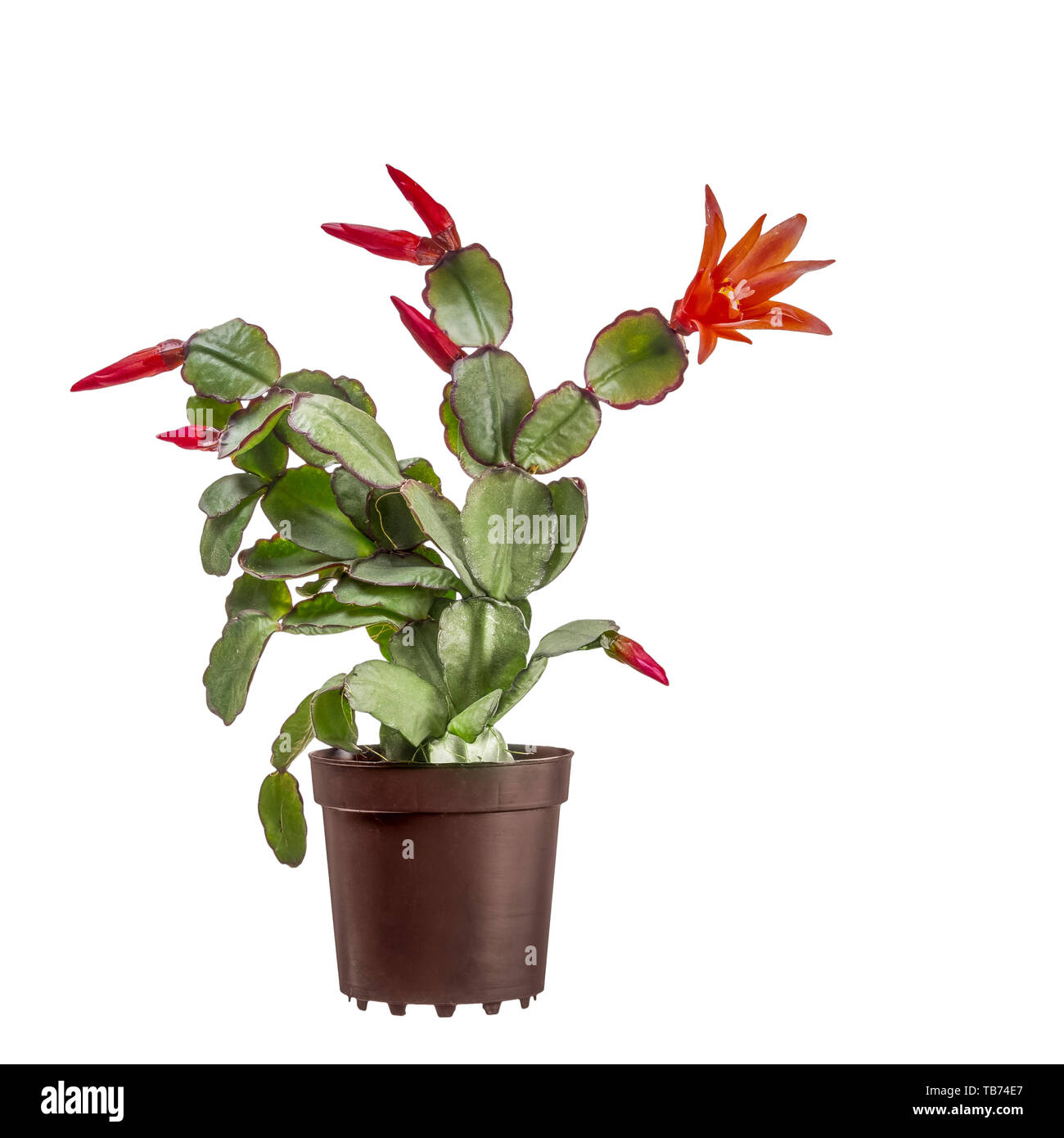 Piccolo fiore di cactus di Pasqua, Rhipsalidopsis gaertnerrii, con fiori di colore rosso e gemme. In marrone recipiente in plastica isolato su sfondo bianco. Foto Stock