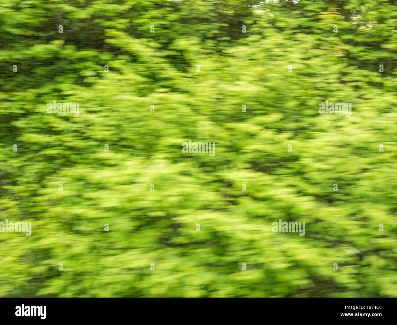 Arbusti finestra passante @ ad alta velocità. Concetto motion blur, un rapido movimento, velocità rapida azione, correndo passato finestra, movimento e texture di sfondo sfocato Foto Stock