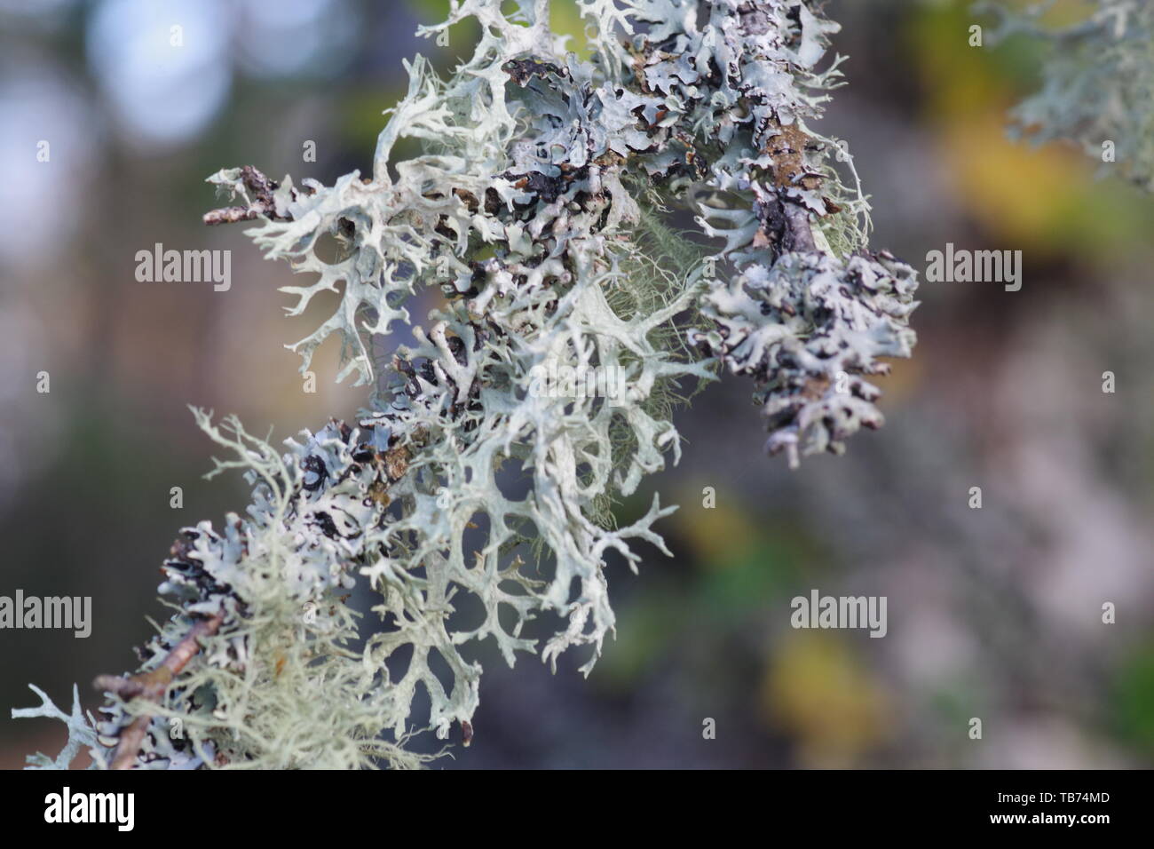 Close Up di muschio di quercia Lichen (Evernia prunastri) che cresce su un vecchio argento betulla. Sfondo naturale. Muir of Dinnet, Cairngorms, Scotland, Regno Unito Foto Stock