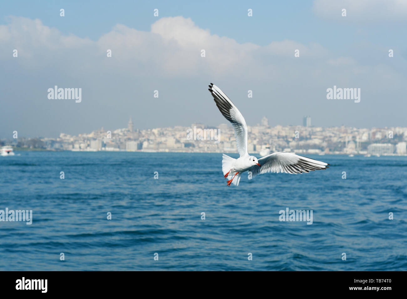 Seagull volare sull'acqua in un paesaggio urbano Foto Stock