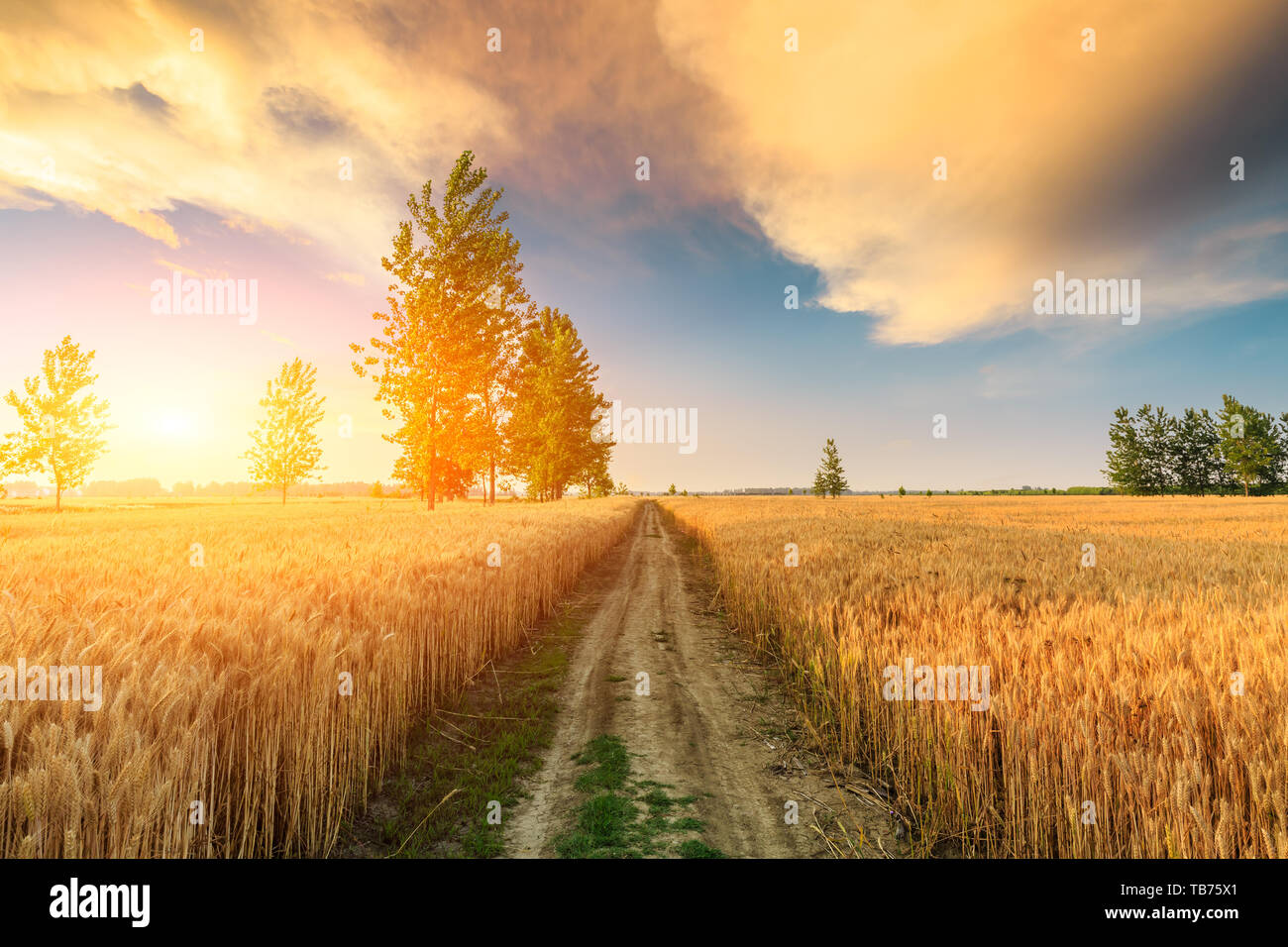 Strada di campo giallo e campi di grano al tramonto Foto Stock