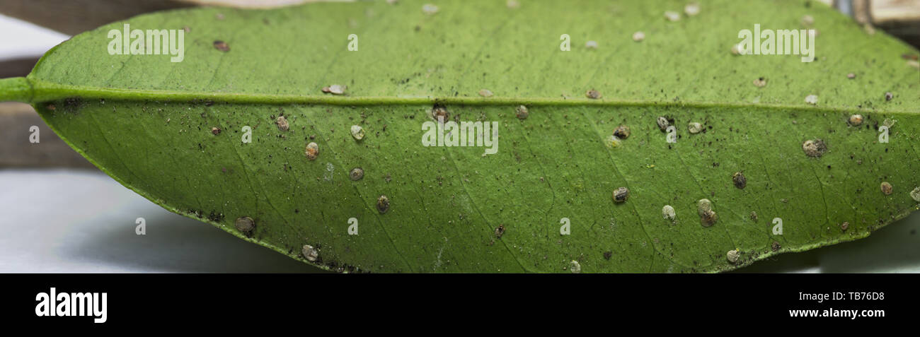 La fotografia macro di un Orange foglia infettata da whitefly in primavera Foto Stock