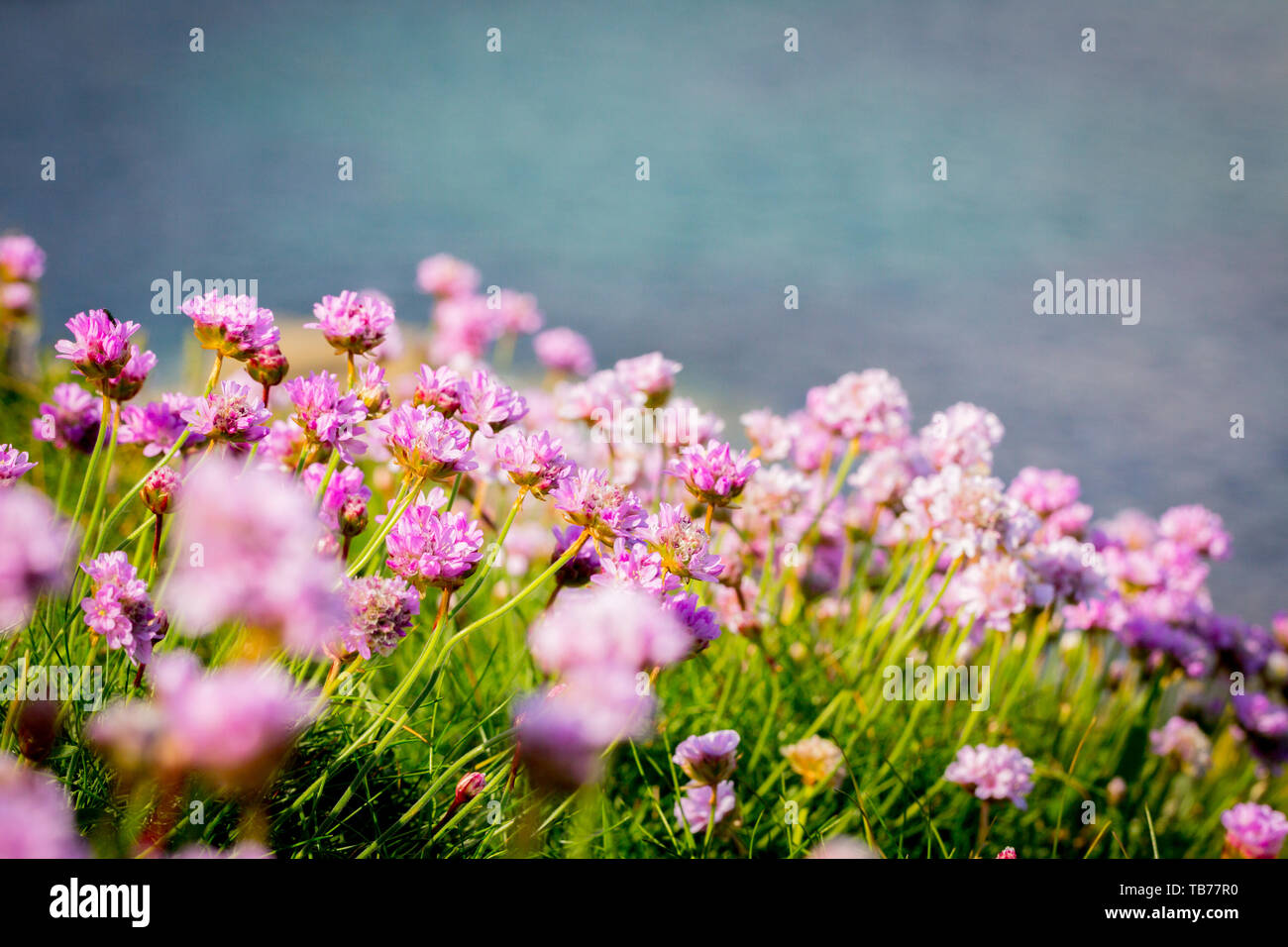 Fiori di prato rosa immagini e fotografie stock ad alta risoluzione - Alamy