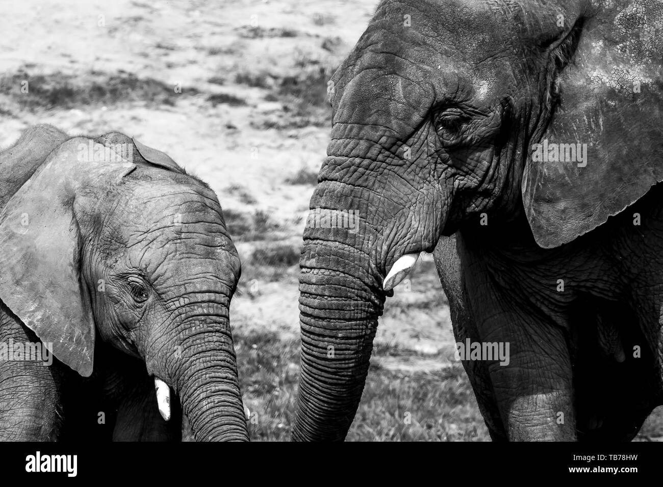 Fotografia animale in bianco e nero, primo piano di due elefanti africani (Loxodonta africana) mucca e vitello (madre e bambino) insieme al sole. Fauna Selvatica. Foto Stock