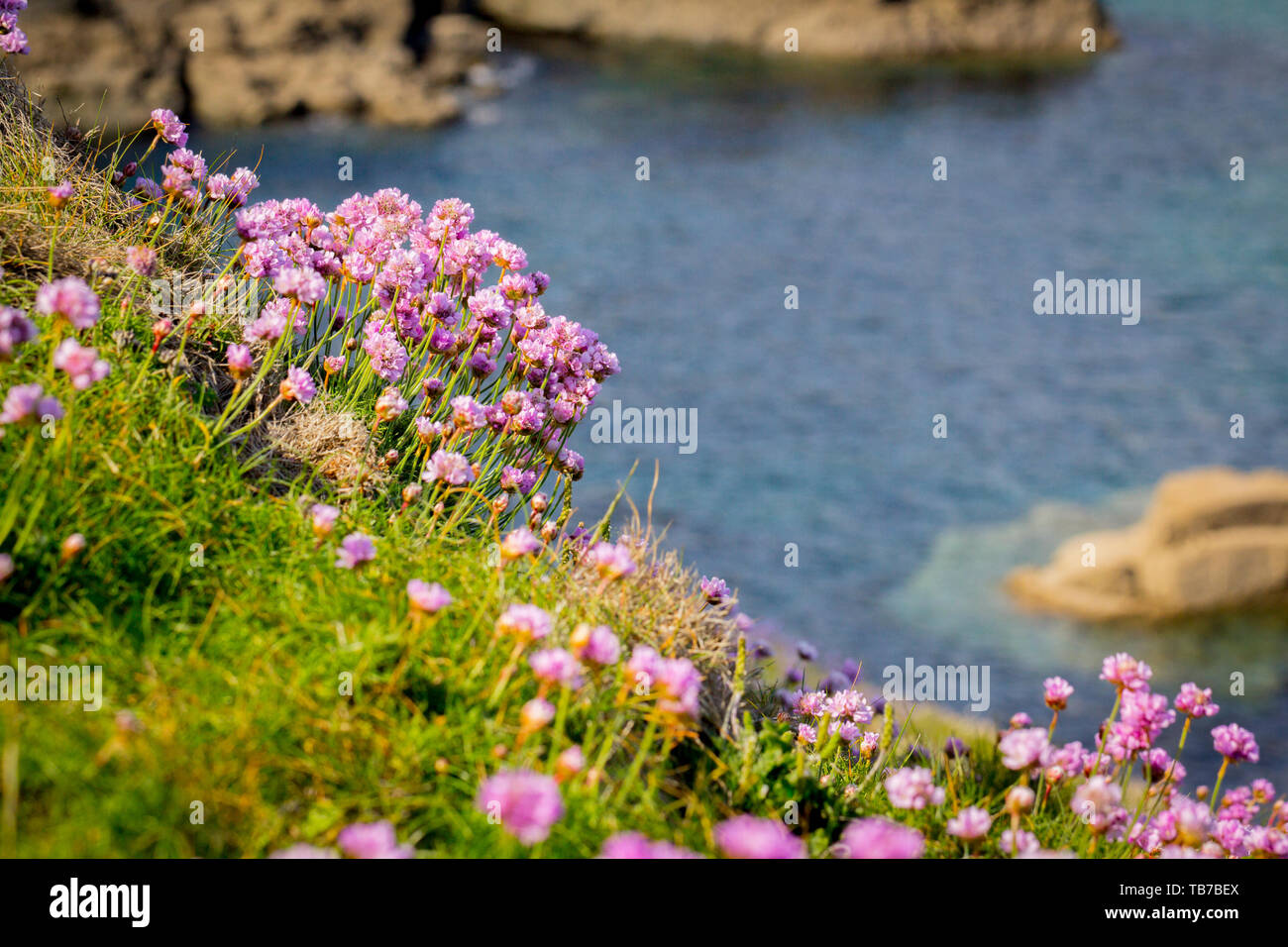Foto di paesaggio con prato in fiore con fondo marino. Fiori all'aglio. Fiori rosa prato. Foto Stock