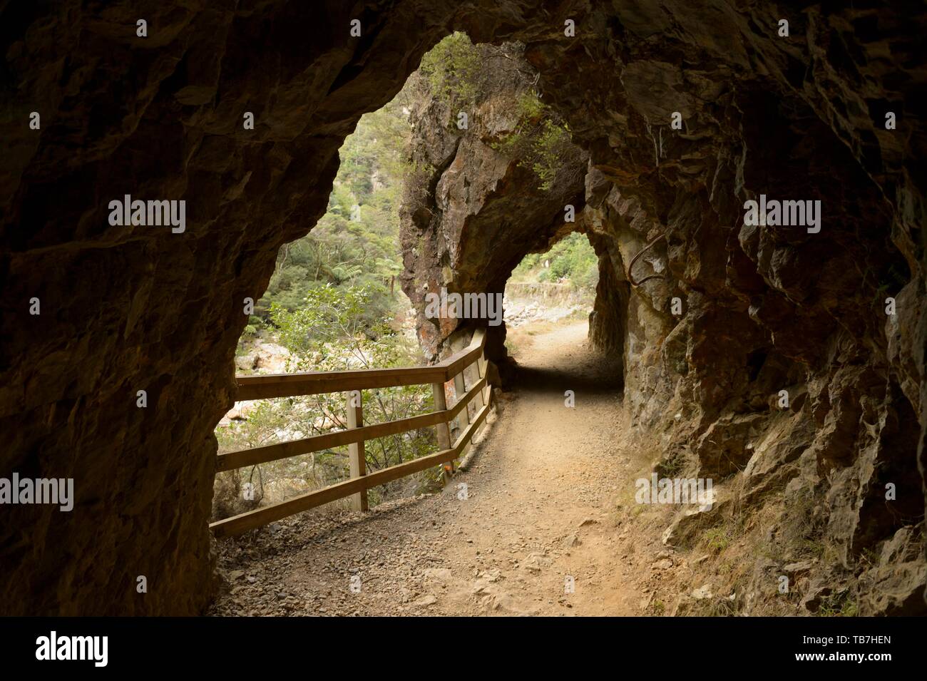 Vecchia maniera con tunnel per i tunnel dei cercatori d'oro sulla Penisola di Coromandel, Isola del nord, Nuova Zelanda Foto Stock