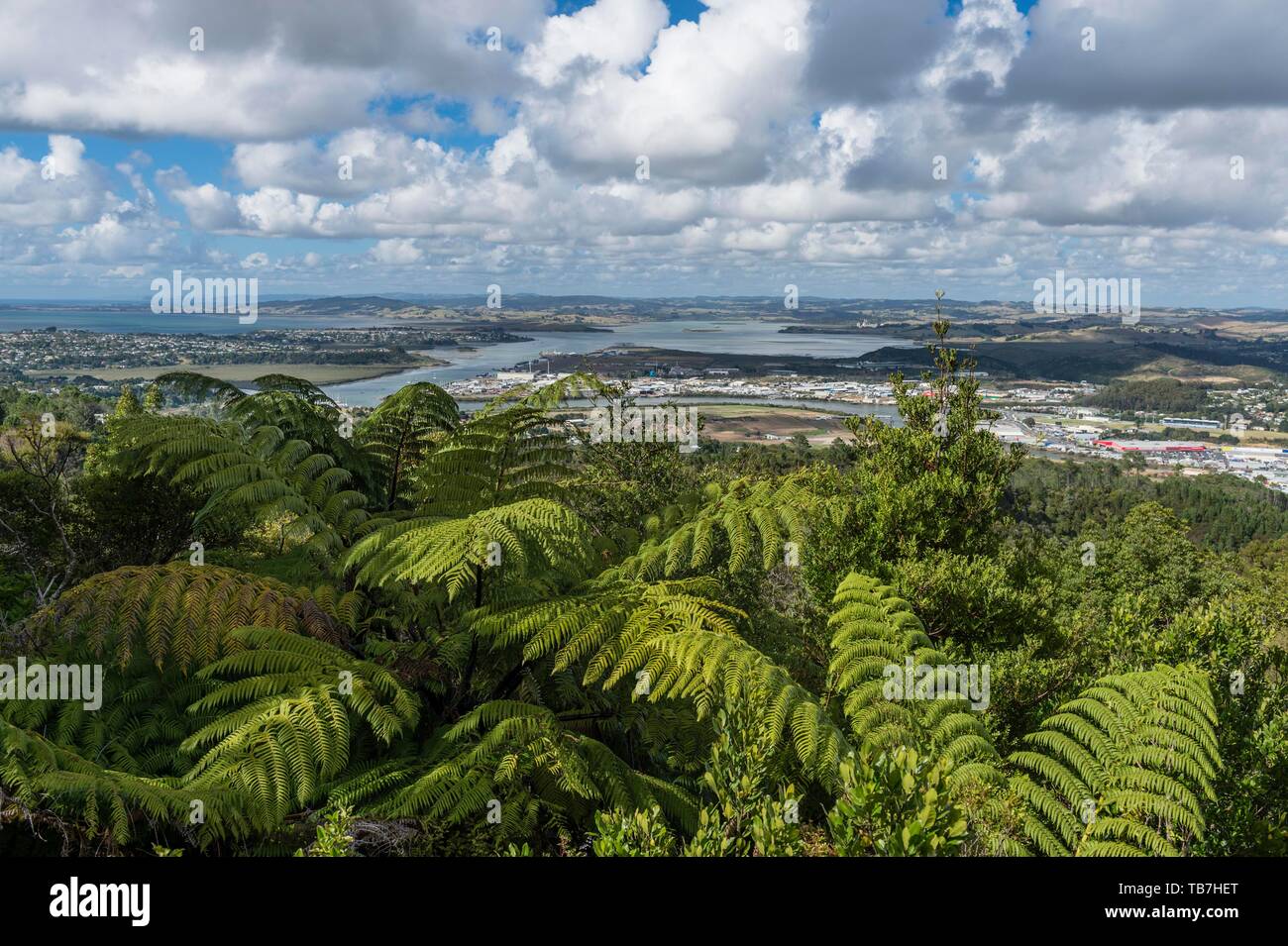 Vista sul Fiume Whangarei con Palm Fern (Cycadales), Whangerei, Northland e North Island, Nuova Zelanda Foto Stock