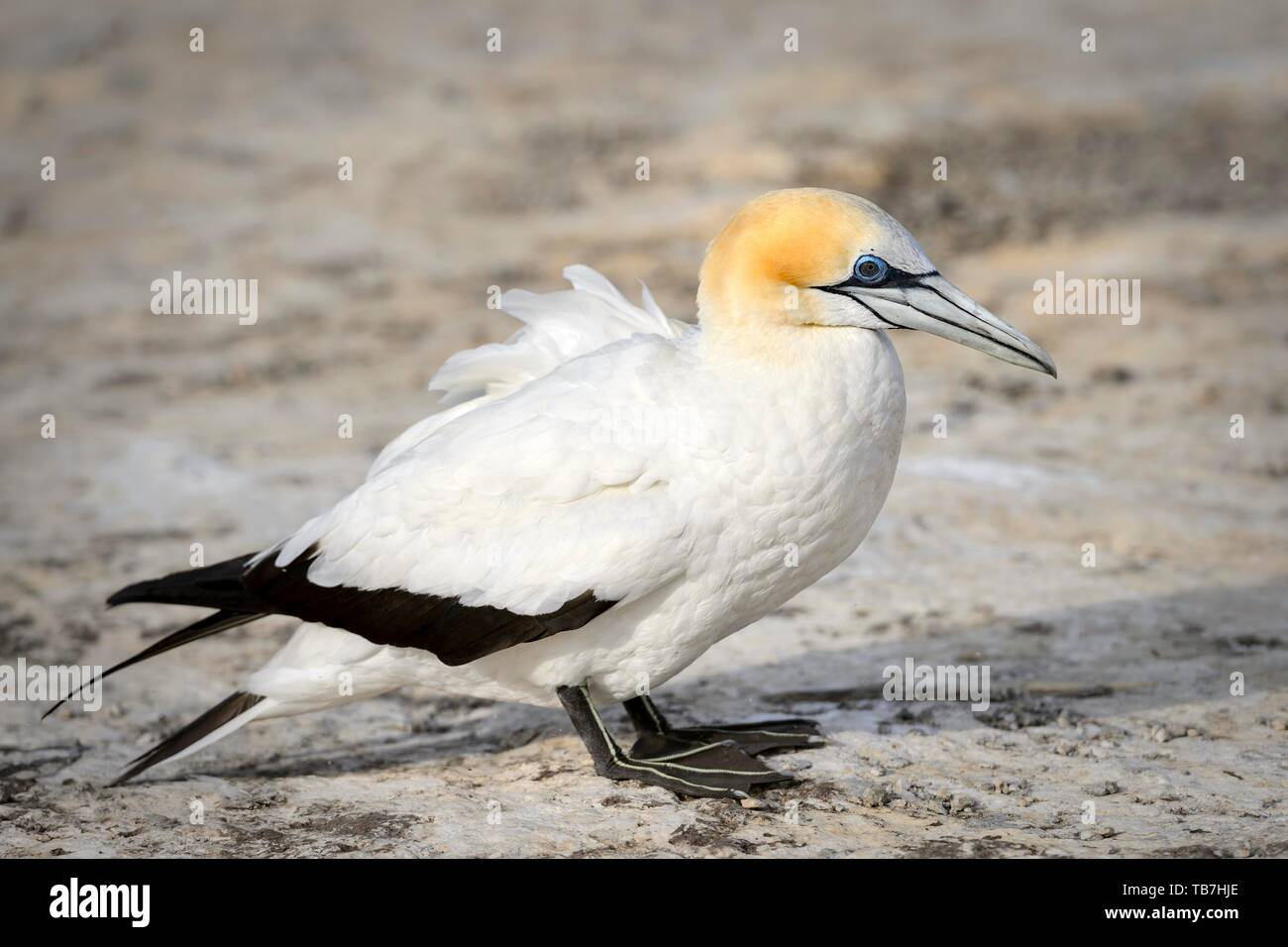 Australasian gannett (Morus serrator), Booby Colony Cape rapitori, Hawke Bay, Hastings distretto, Isola del nord, Nuova Zelanda Foto Stock