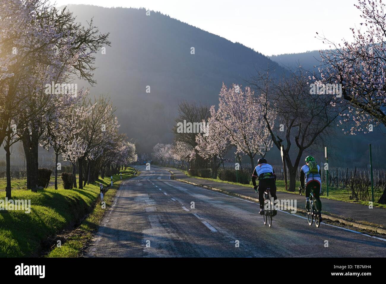 Corridori ciclisti corsa attraverso un tutti fioritura del mandorlo, Edenkoben, Palatinato sentiero di mandorla, Itinerario dei vini tedeschi, Renania-Palatinato, Germania Foto Stock