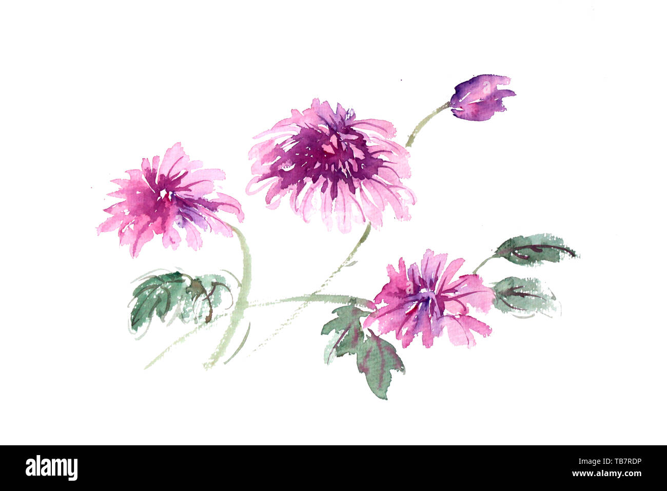 Fiori di crisantemo crisantemo autunno autunno petali disegnati a mano illustrazione Cinese Pittura pittura ad acquerello fiore viola materiale crisantemo crisantemo viola Foto Stock