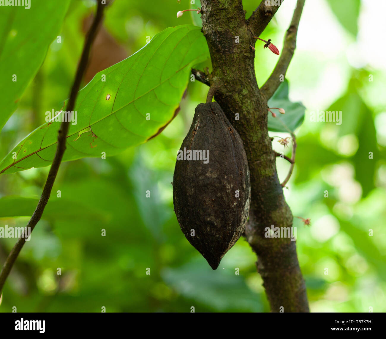 Il Trinitario cacao (Theobroma cacao) pod afflitto con nero malattia pod (Phytophthora) Foto Stock