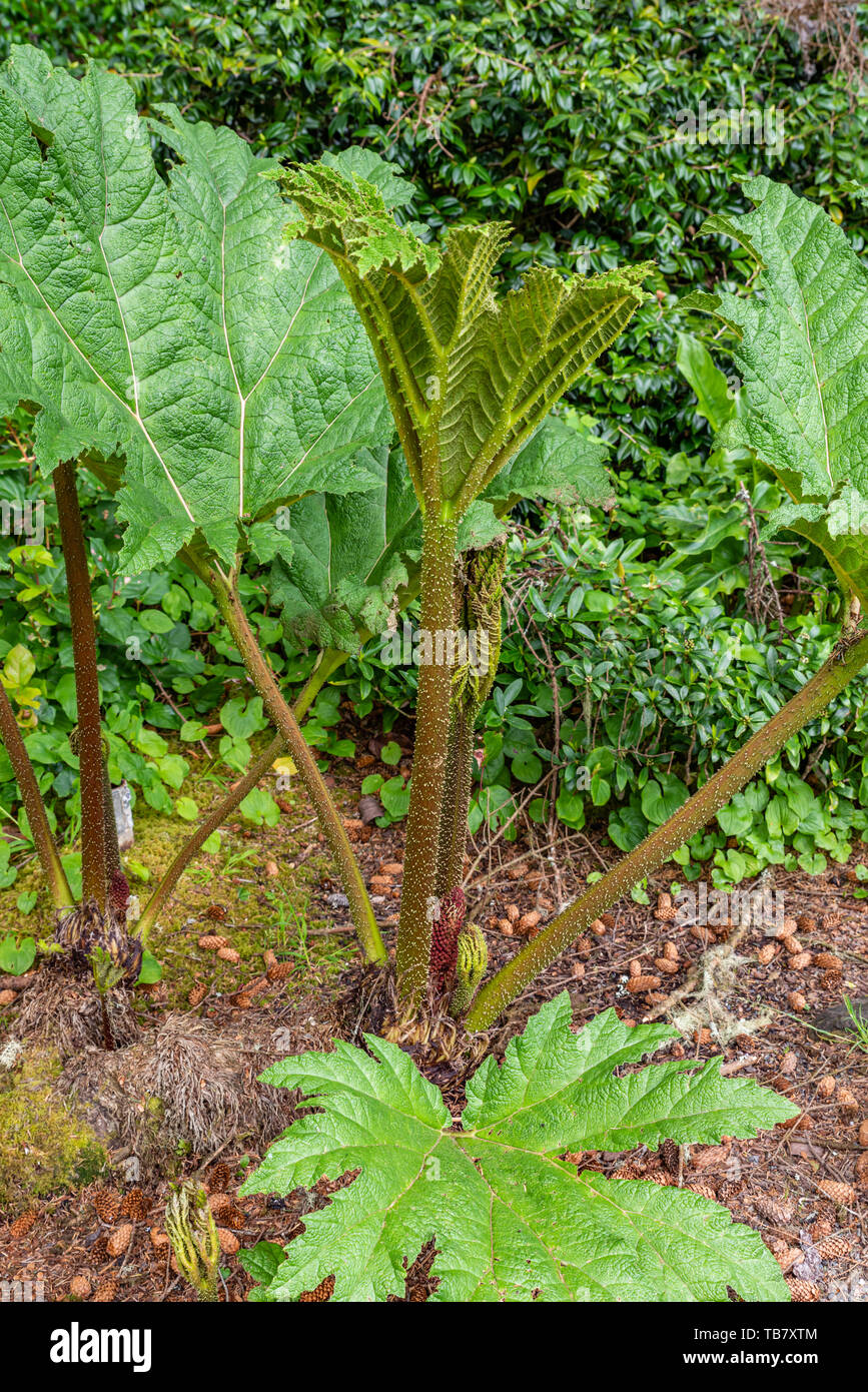 Gunnera tinctoria pianta cresce nei giardini in riva acri del parco statale, Coos Bay, Oregon Foto Stock