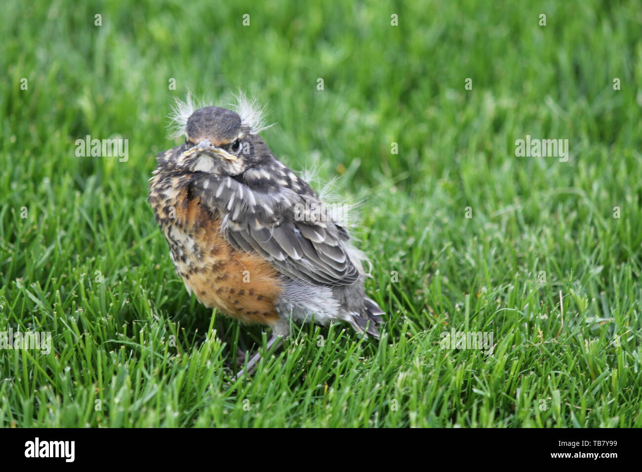 Robin neonata in erba Foto Stock
