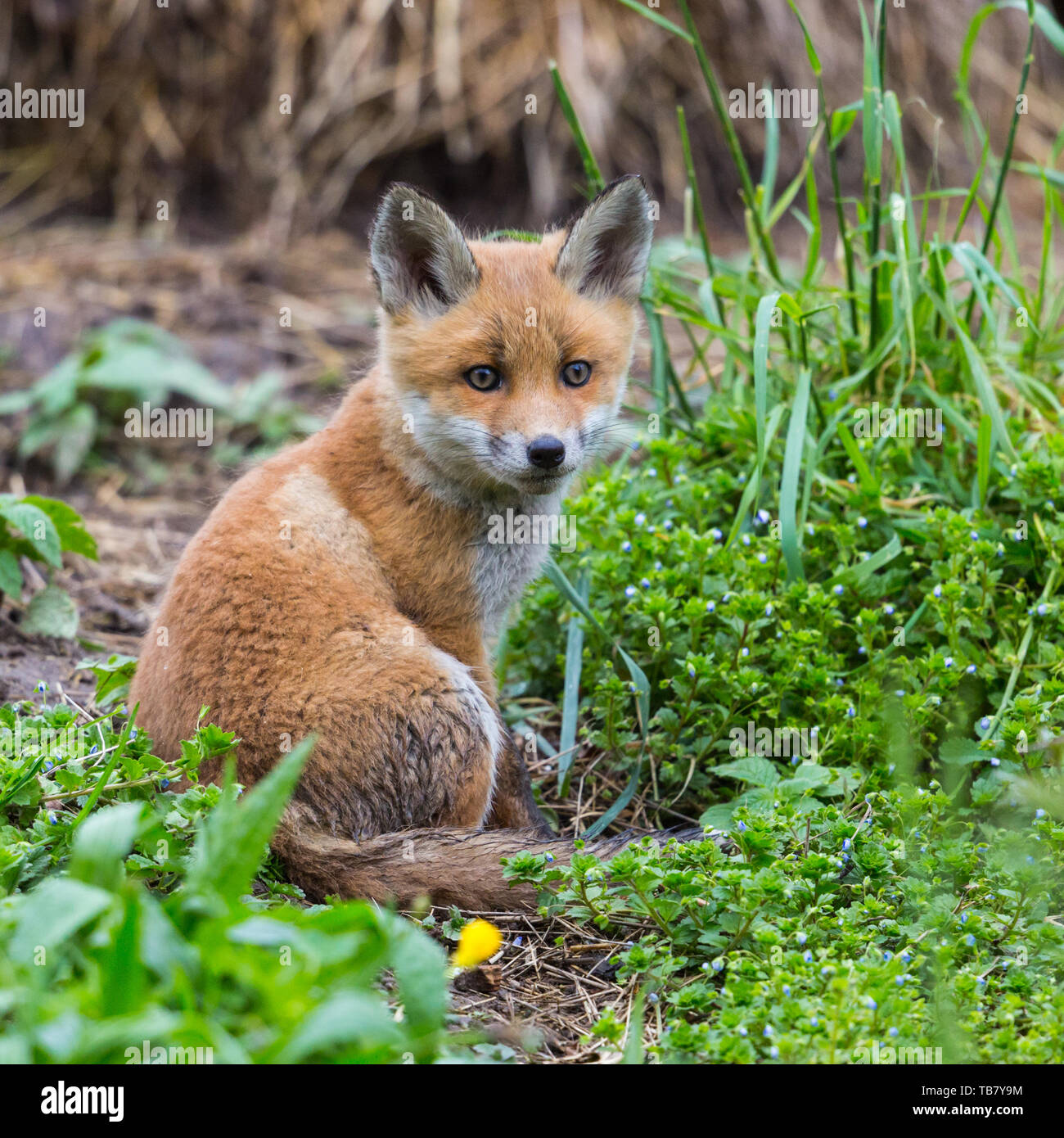 Close-up naturale giovane simpatico baby red fox cub (vulpes vulpes) seduta Foto Stock