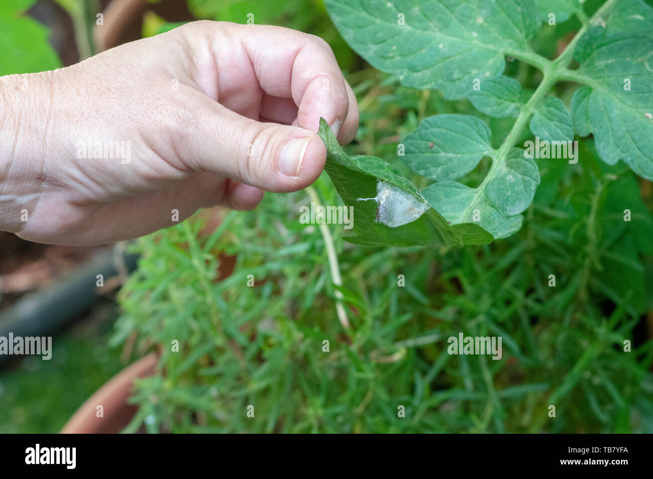 Caterpillar costruisce il suo bozzolo su una foglia fotografato in Israele nel Maggio Foto Stock