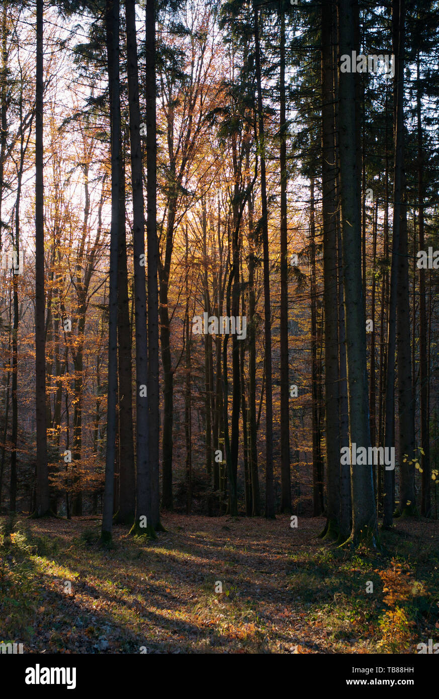 Foresta mista nel Must Quarter o Mostviertel in bassa Austria con alberi, foglie di arancio e raggi di luce Foto Stock