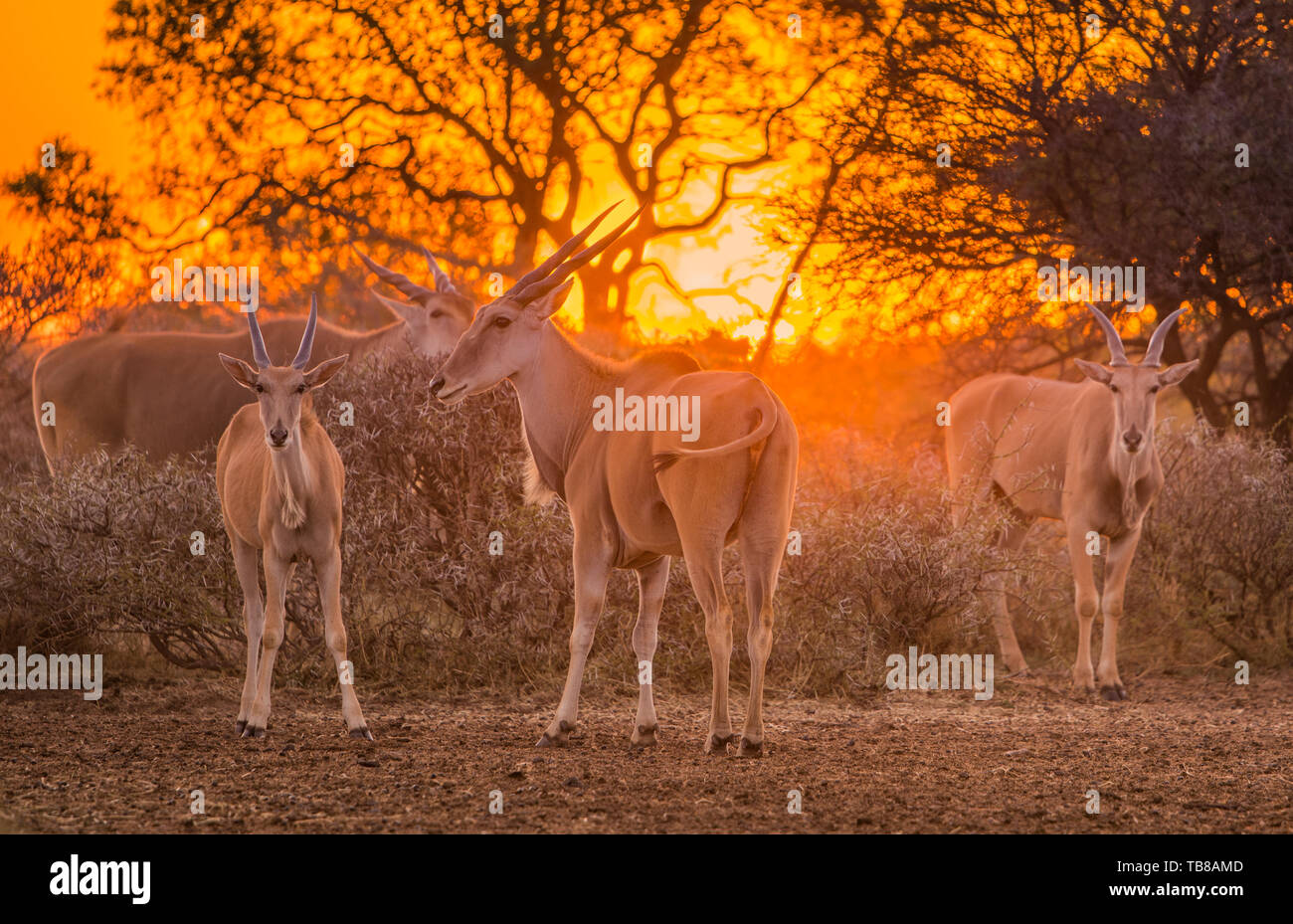Una mandria di eland (taurotragus oryx) riuniti intorno arbusti sotto una intensa arancione tramonto Foto Stock