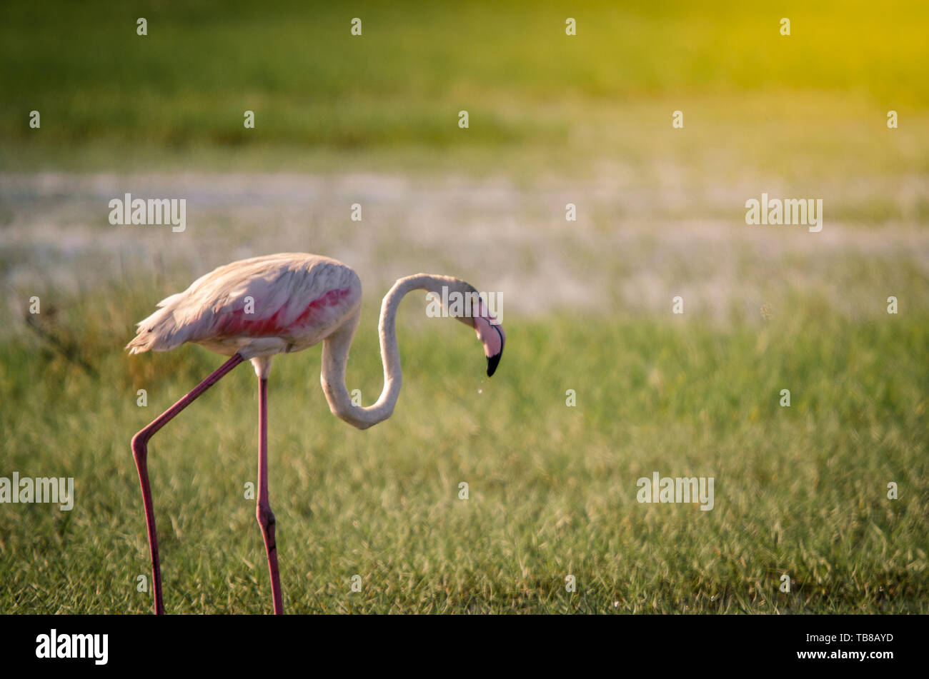 Un fenicottero maggiore (Phoenicopterus roseus) passeggiate attraverso le erbe palustri in zone umide Isimangaliso Park, Santa Lucia, Sud Africa. Foto Stock