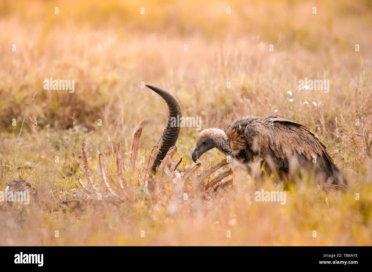 Un lone white-backed di scavenging del vulture sulla carcassa in erba al Parco Nazionale di Kruger, una riserva di caccia in Sud Africa Foto Stock
